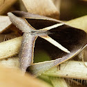 Noctuid Moth