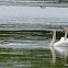 Mute Swan