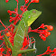 Green Crested Lizard
