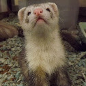 Ferret