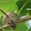 Ruby-throated Hummingbird Nest