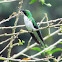 Black-eared Fairy