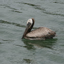 Brown Pelican