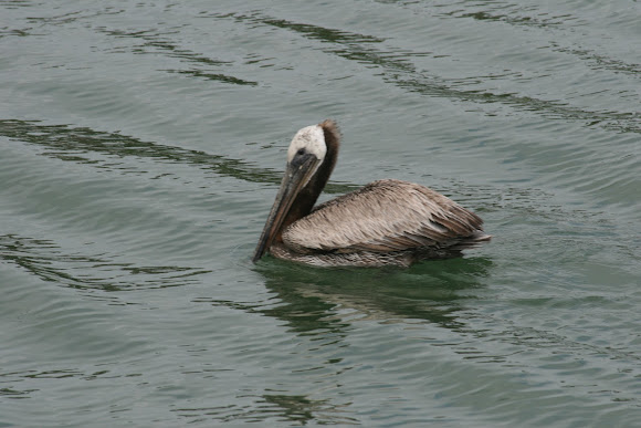 Spotting Image 1