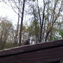 Unknown spotting
