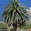 Date Palm