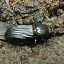 Beetle