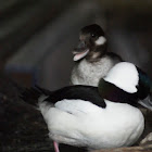 Buffleheads