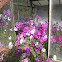 Petunias