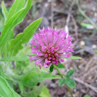 Red Clover