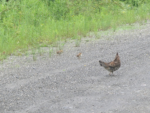 Spotting Image 1