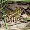 Northern Leopard Frog