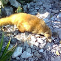 Coati