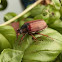Common cockchafer