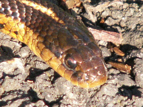 Spotting Image 1