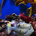 Ornate cowfish