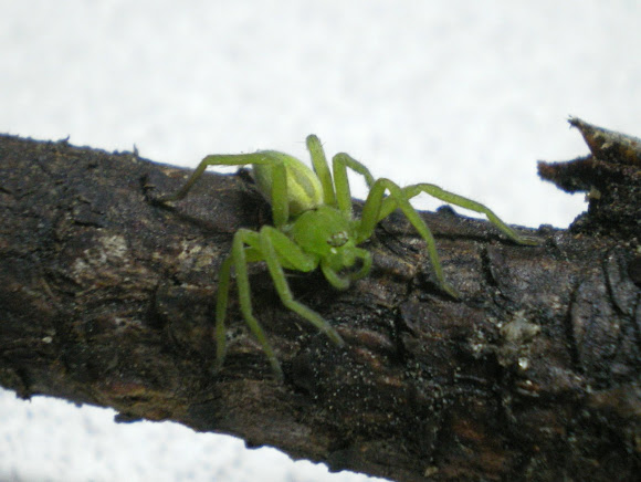 Spotting Image 1