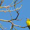 Tropical Kingbird
