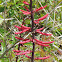 Coral Bean, Cardinal Spear