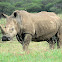 Square-Lipped Rhinoceros
