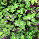Coleus