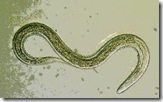 beneficial nematodes2