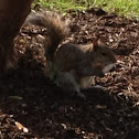 Easteren Gray Squirrel