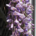Wisteria