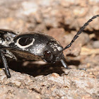 Eyed click beetle