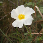 Esteva