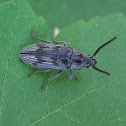 Soft-Bodied Plant Beetle