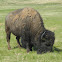 American bison