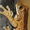Tree Frog
