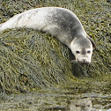 Harbor Seal