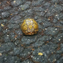 Eastern Box Turtle
