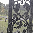Spider web