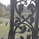 Spider web