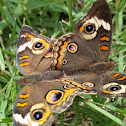 Common Buckeye