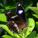 The Great Eggfly