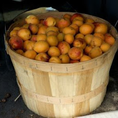 Vanilla scented sour apricot preserves