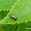 Leaf Beetle
