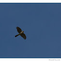 Cooper's Hawk