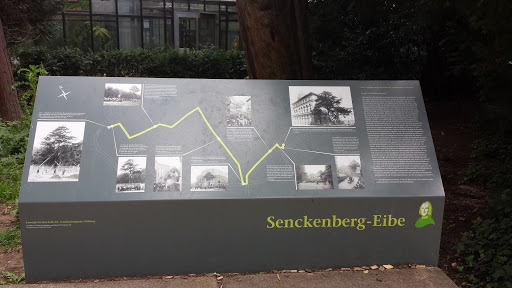 Senkenberg Eibe