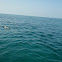 Bottlenose Dolphin