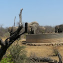 African elephant