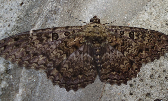Spotting Image 1