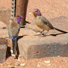 Violet-eared Waxbill