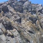 Peregrine  falcons habitat nests morro rock