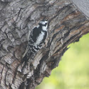 Downy woodpecker (Female)