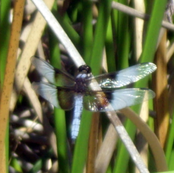 Spotting Image 1
